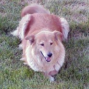 My Dogs - Bo and Dusty B&D 02.JPG