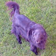 My Dogs - Bo and Dusty B&D 03.JPG