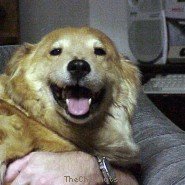 My Dogs - Bo and Dusty B&D 07.JPG