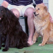 My Dogs - Bo and Dusty B&D 08.JPG