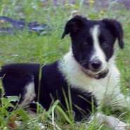 My Dogs - Lucky Lucky 02.JPG