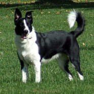 My Dogs - Lucky Lucky 11.JPG