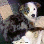 My Dogs - Roxy Roxy 01.jpg