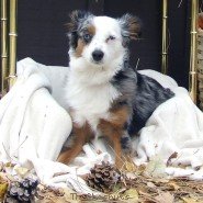 My Dogs - Roxy Roxy 07.JPG