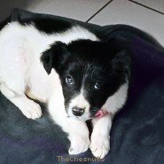 My Dogs - Coco Coco 1.jpg