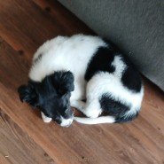 My Dogs - Coco Coco 4.jpg