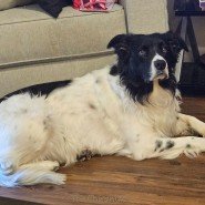 My Dogs - Coco Coco 6.jpg